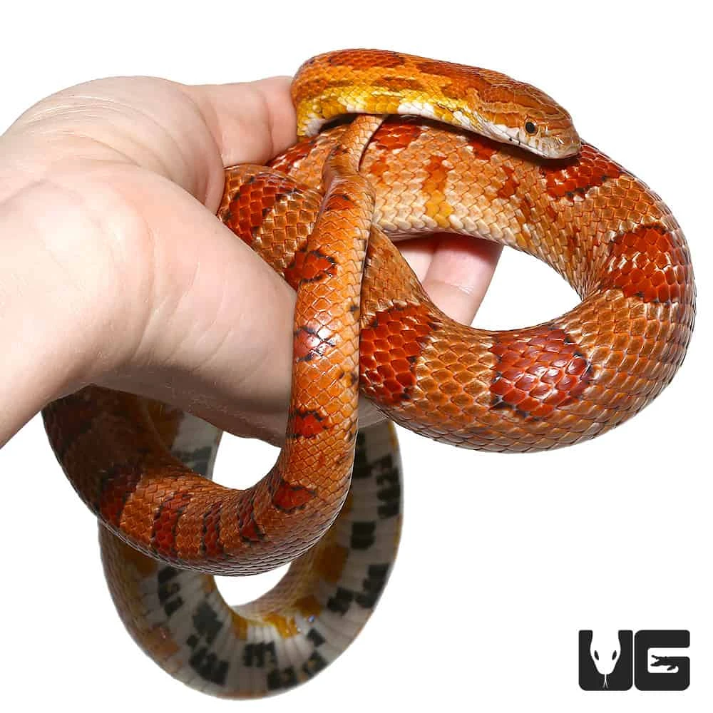 C.B. Male Het Albino Miami Cornsnake - Image 4