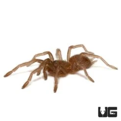 Himalayan Birdeater Tarantula (.25 – .75”)