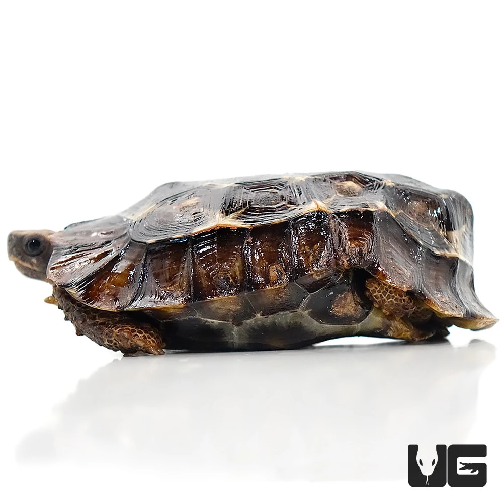 Home’s Hingeback Tortoise - Image 3
