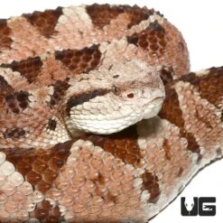 Honduran Jumping Pit Viper