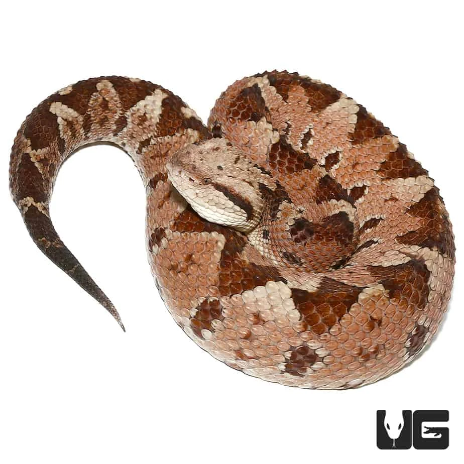 Honduran Jumping Pit Viper - Image 2