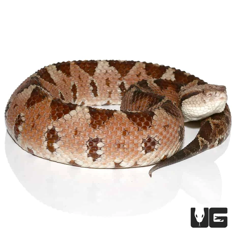 Honduran Jumping Pit Viper - Image 3