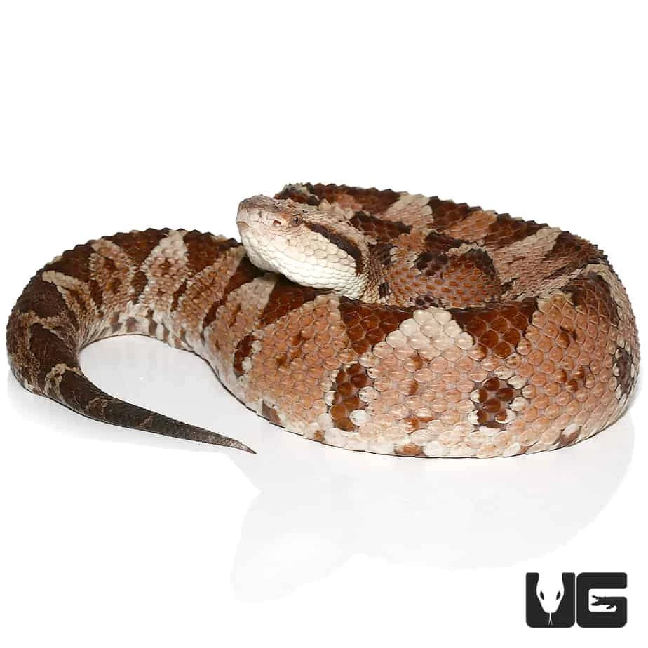 Honduran Jumping Pit Viper - Image 4