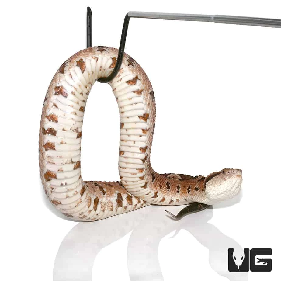 Honduran Jumping Pit Viper - Image 5