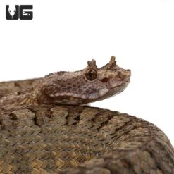 Horned Pit Viper Pair