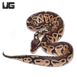 Baby Hurricane Pastel 66% Het Monarch Ball Python (#028, #029, #030)