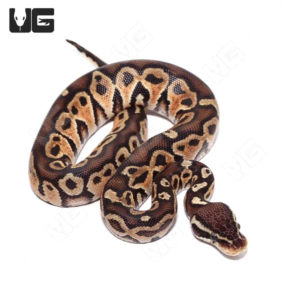 Baby Hurricane Pastel 66% Het Monarch Ball Python (#028, #029, #030) - Image 3