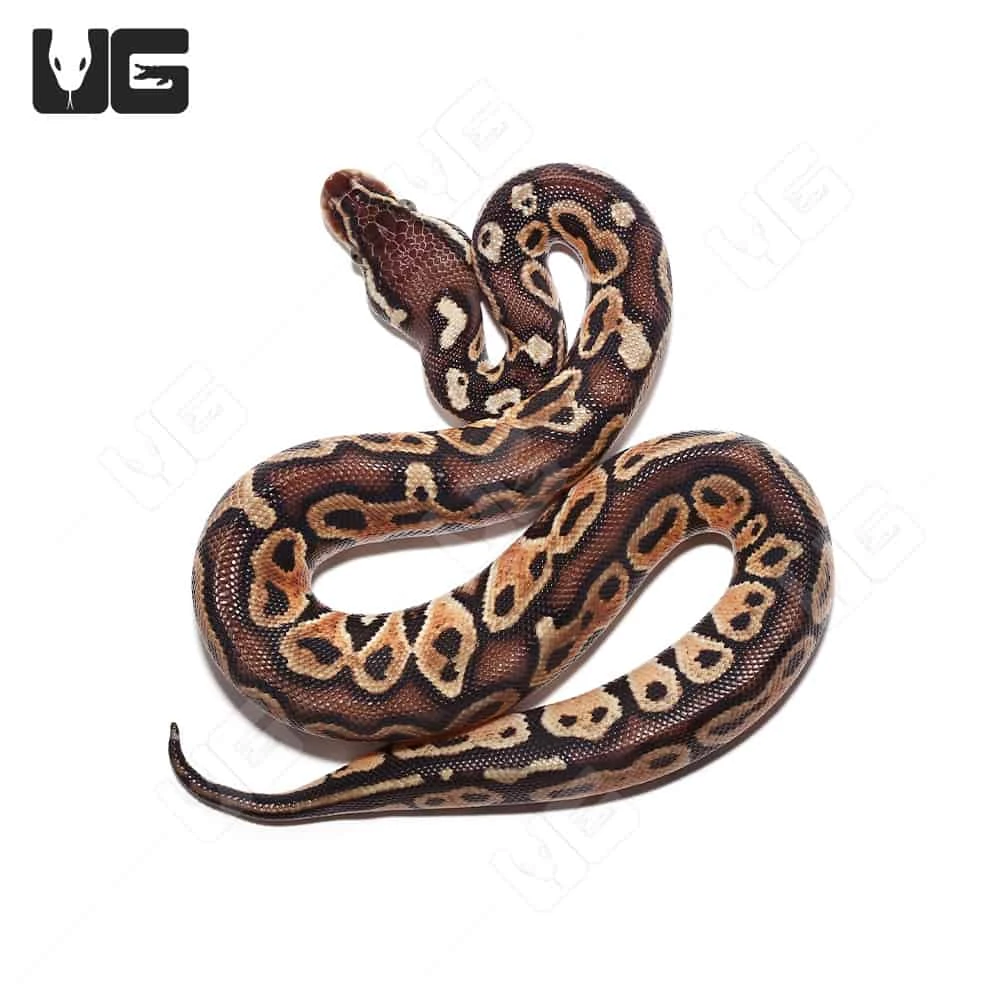 Baby Hurricane Pastel 66% Het Monarch Ball Python (#028, #029, #030) - Image 4