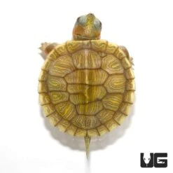 Baby Hybino Red Ear Slider Turtle (Split Scute)