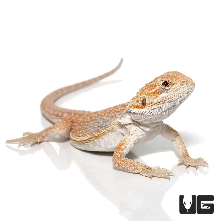 8-10 Inch Hypo Inferno Blue Bar Dunner Bearded Dragon - Image 2
