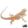 8-10 Inch Hypo Inferno Blue Bar Dunner Bearded Dragon