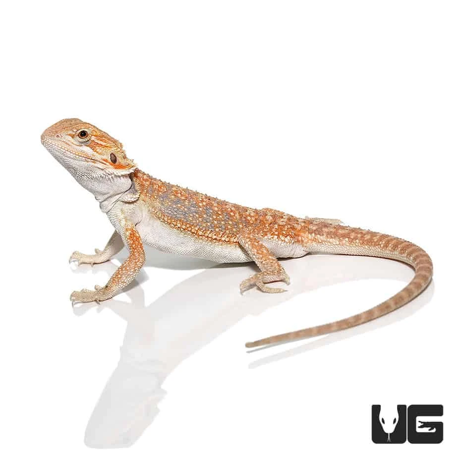 8-10 Inch Hypo Inferno Blue Bar Dunner Bearded Dragon - Image 3
