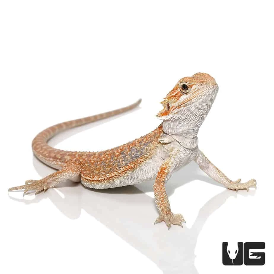 8-10 Inch Hypo Inferno Blue Bar Dunner Bearded Dragon - Image 4