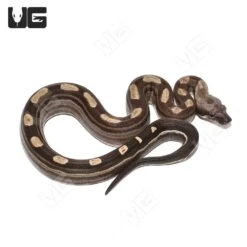 Male Motley Het Snow (Kahl/Anery Type 1) Boa #4