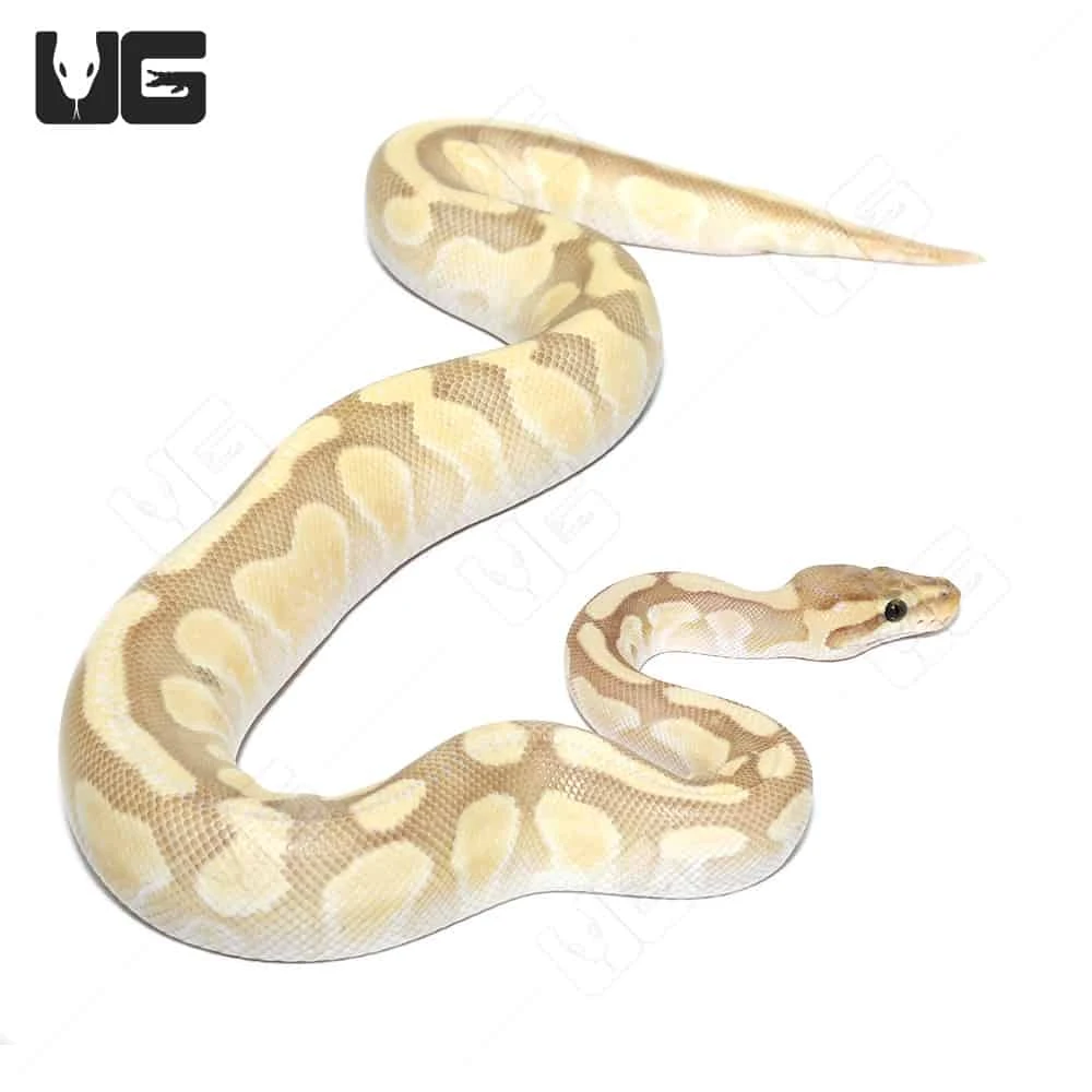 Hypo Pastel Butter Enchi 66% Het Rainbow Ball Python (#052) - Image 4