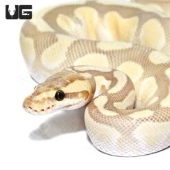 Hypo Pastel Butter Enchi 66% Het Rainbow Ball Python (#052)