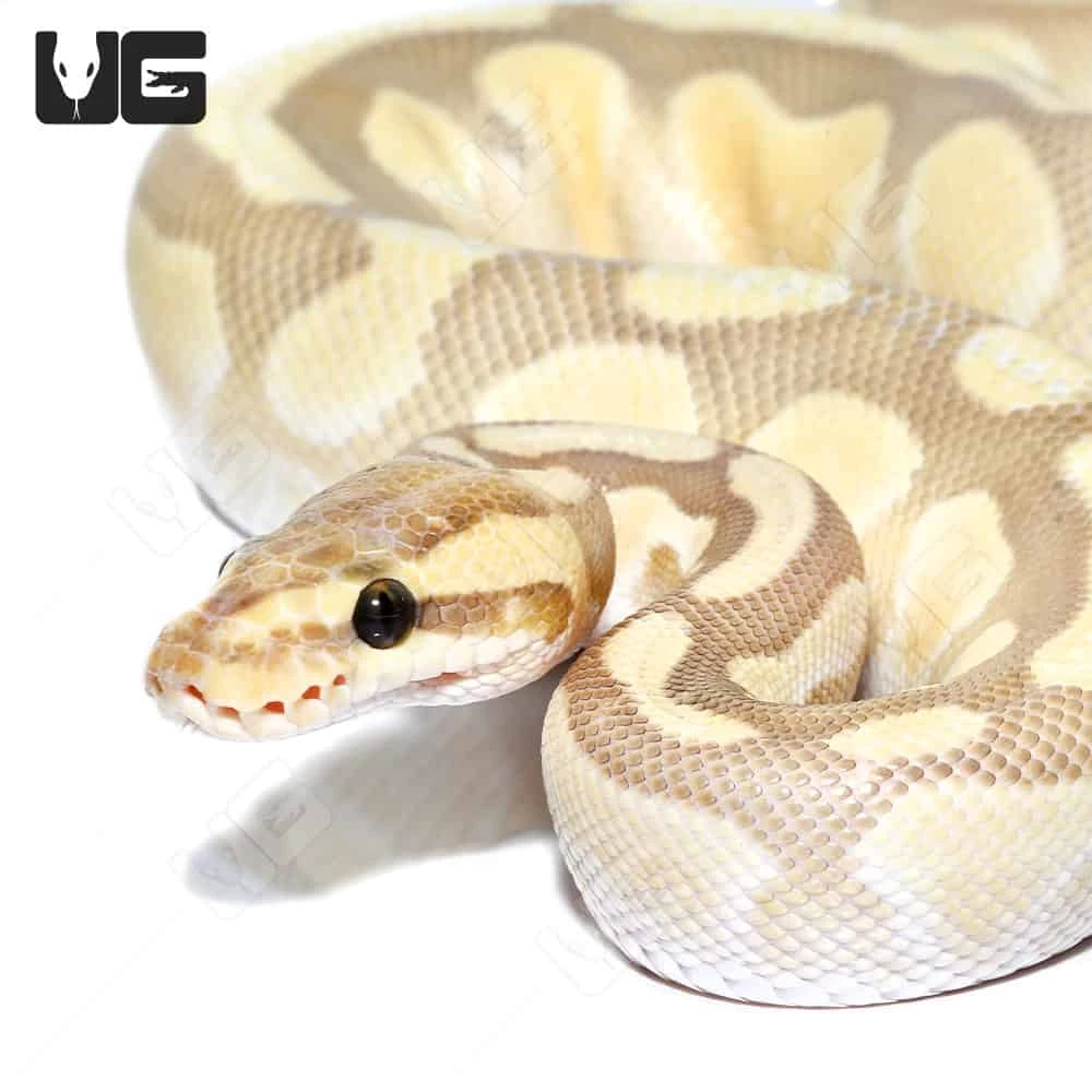 Hypo Pastel Butter Enchi 66% Het Rainbow Ball Python (#052)