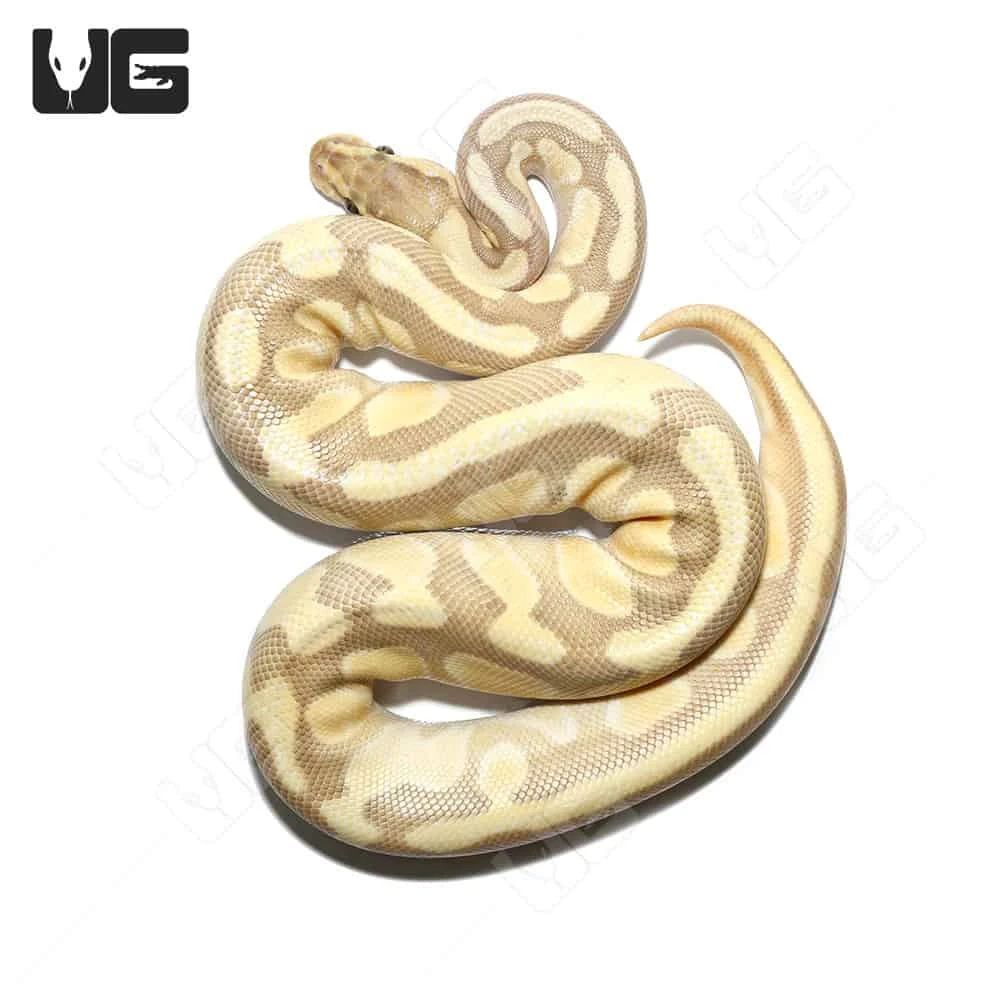 Hypo Pastel Butter Enchi 66% Het Rainbow Ball Python (#052) - Image 2