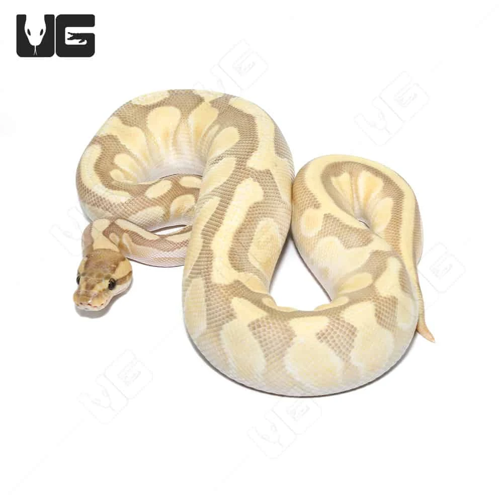 Hypo Pastel Butter Enchi 66% Het Rainbow Ball Python (#052) - Image 3