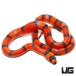 Baby Hypo Tangerine Honduran Milksnake