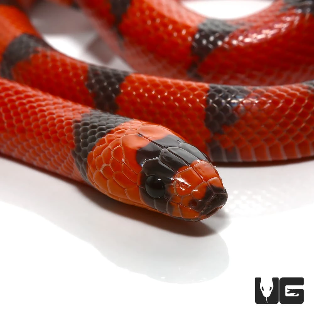 Baby Hypo Tangerine Honduran Milksnake - Image 2