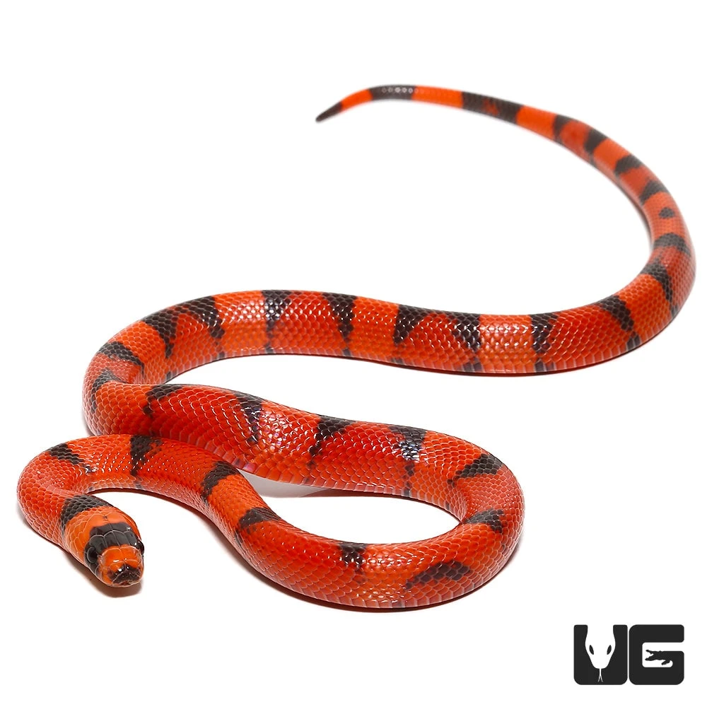 Baby Hypo Tangerine Honduran Milksnake - Image 4