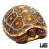 Baby Hypo X Cherryhead Redfoot Tortoise