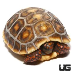 Baby Hypo X Cherryhead Redfoot Tortoise