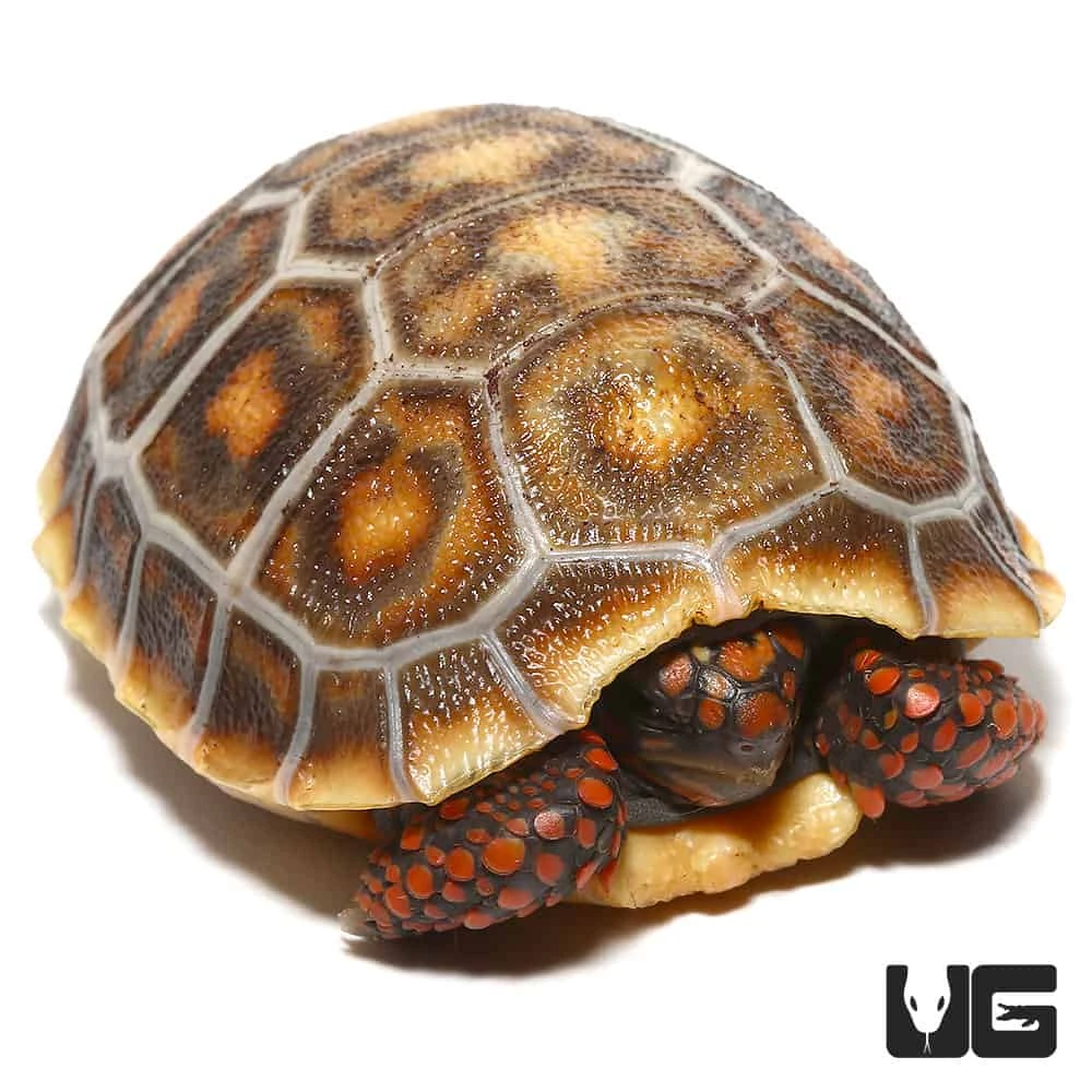 Baby Hypo X Cherryhead Redfoot Tortoise