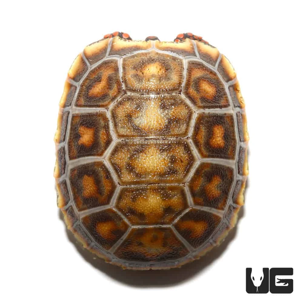Baby Hypo X Cherryhead Redfoot Tortoise - Image 2