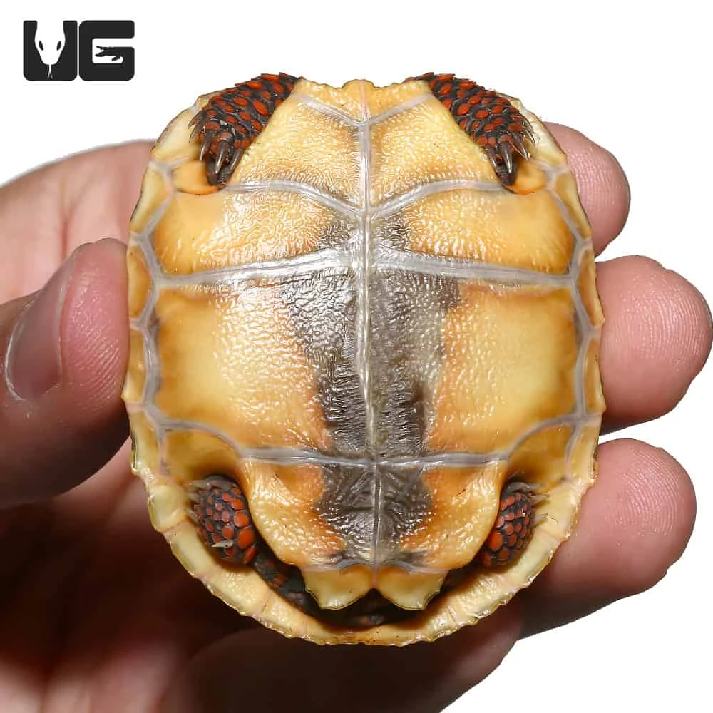 Baby Hypo X Cherryhead Redfoot Tortoise - Image 3