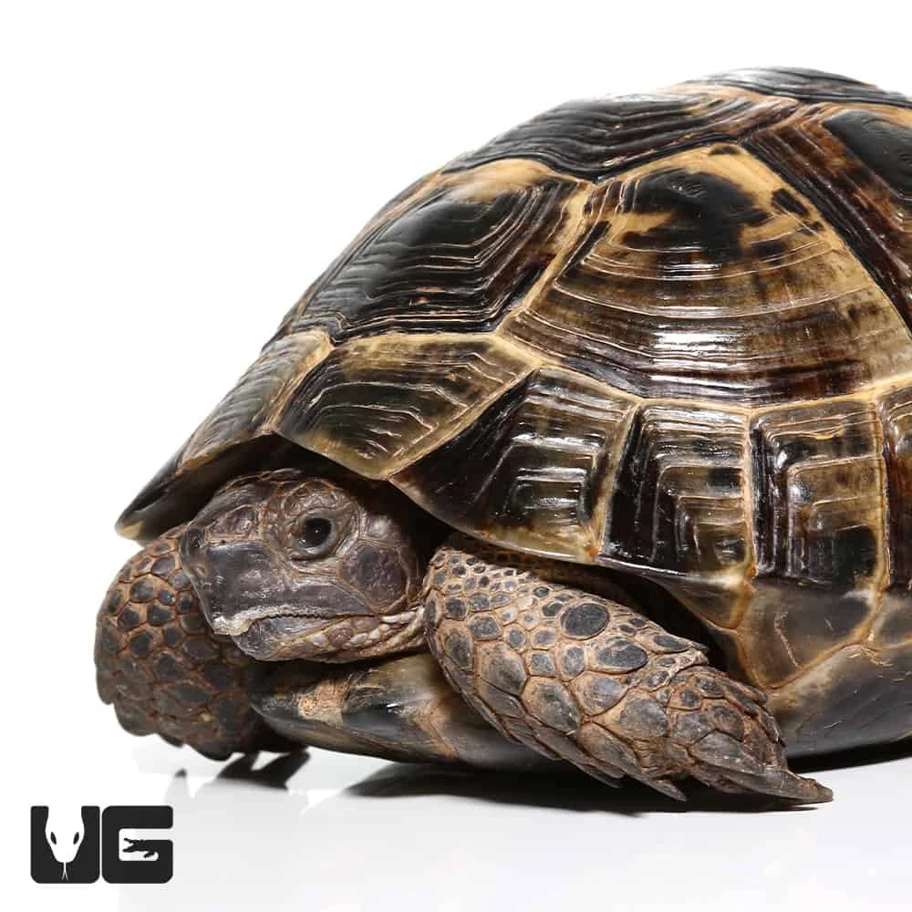 Ibera Greek Tortoise