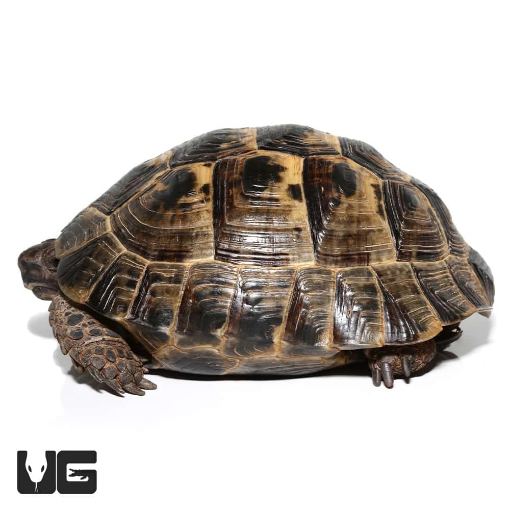 Ibera Greek Tortoise - Image 2