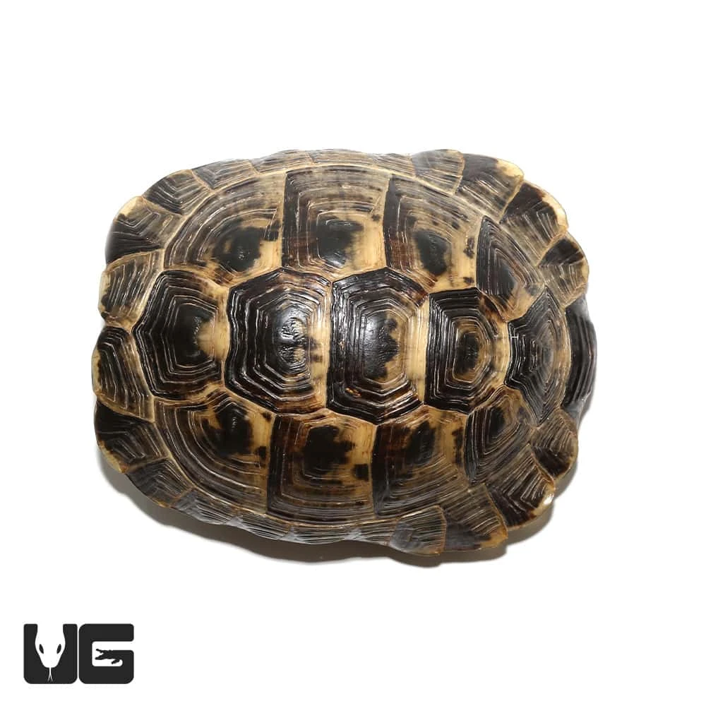 Ibera Greek Tortoise - Image 3