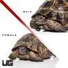 Ibera Greek Tortoise Pair