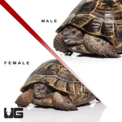 Ibera Greek Tortoise Pair