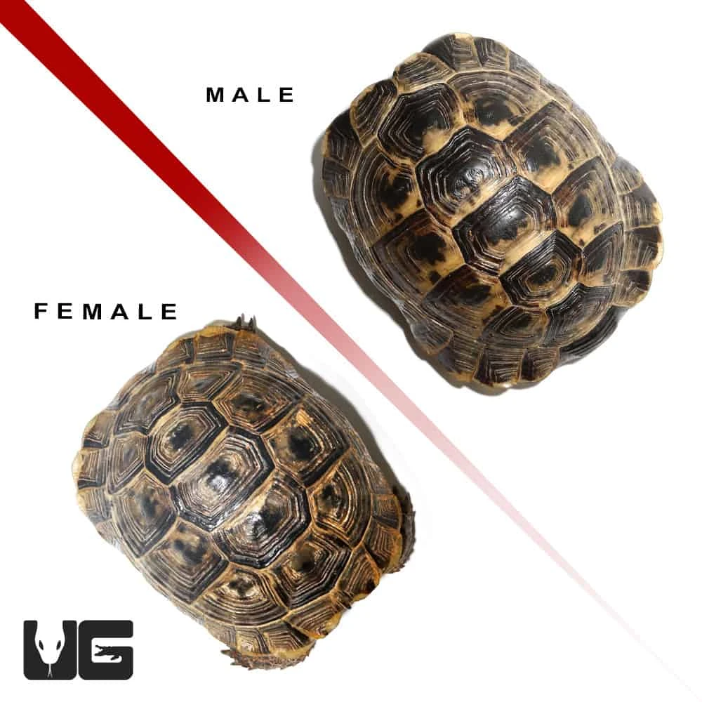 Ibera Greek Tortoise Pair - Image 3