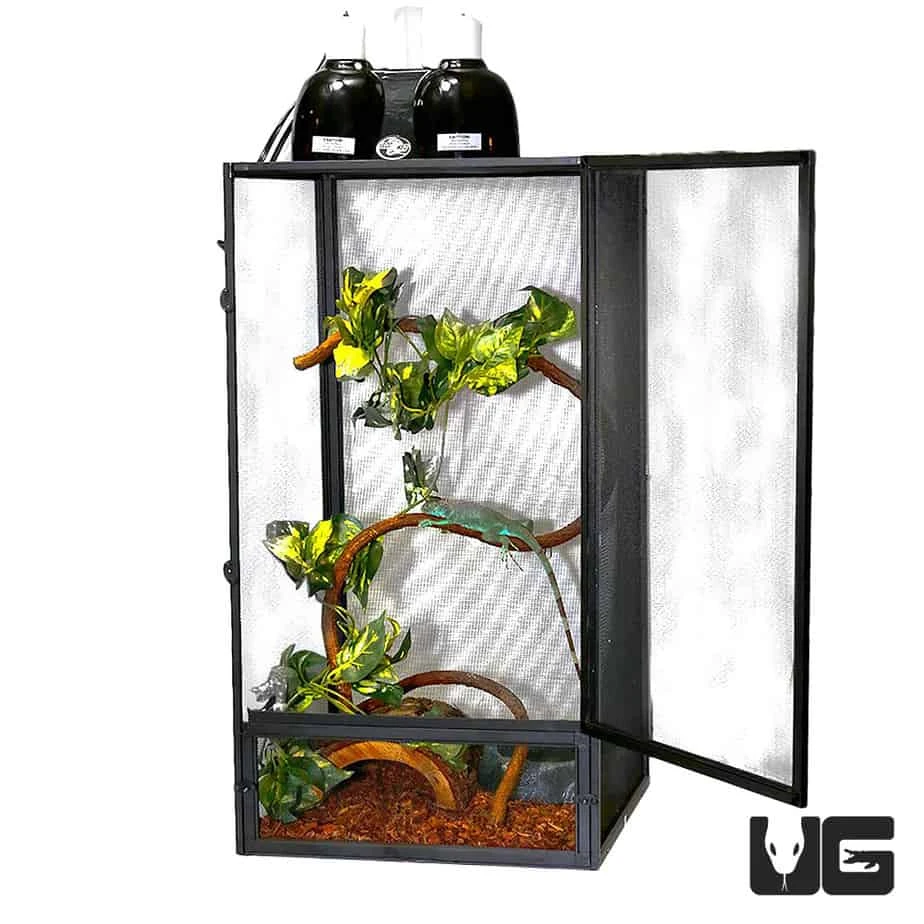 Baby Iguana Setup - Image 2
