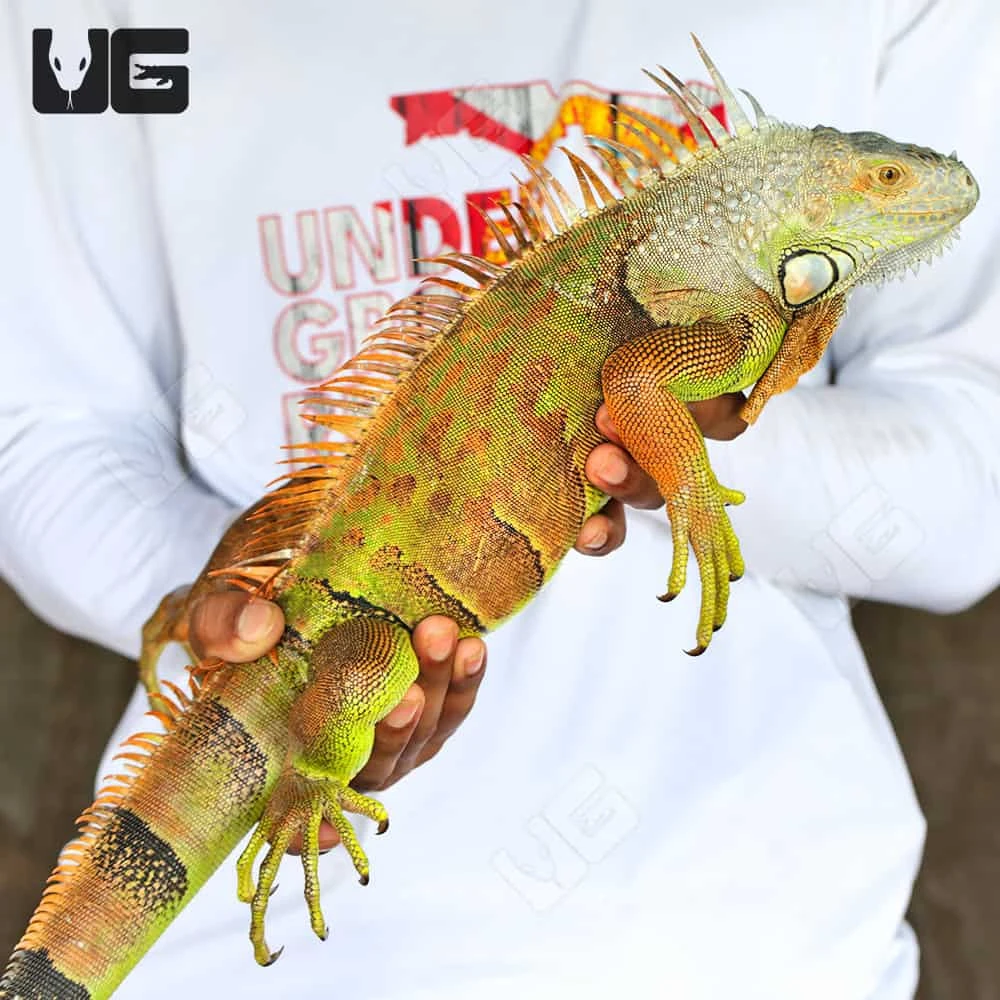White Head Green Iguana (3 β 4β²)