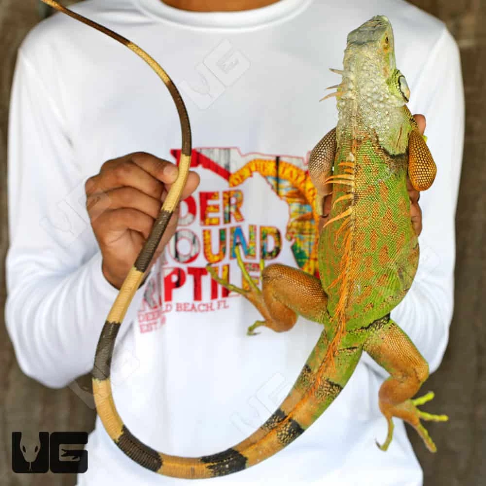 White Head Green Iguana (3 β 4β²) - Image 4