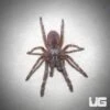 Indian Cinnamon Earth Tiger Tarantula (.75 – 1”)