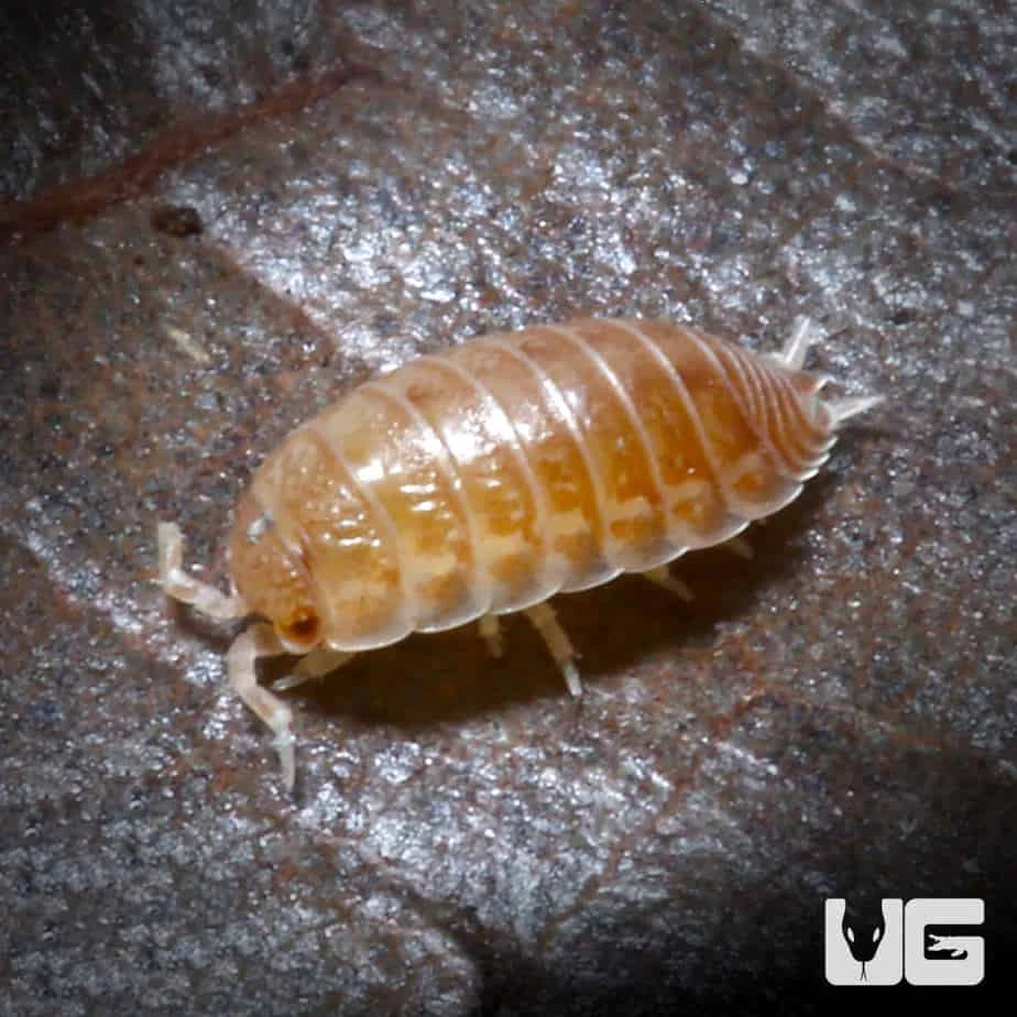 Isopoda Sp. Tarragora Isopods