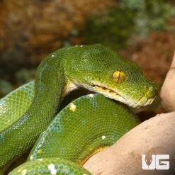 Jayapura Green Tree Python