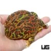 Jungle Red Ornate Pacman Frog