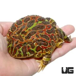 Jungle Red Ornate Pacman Frog