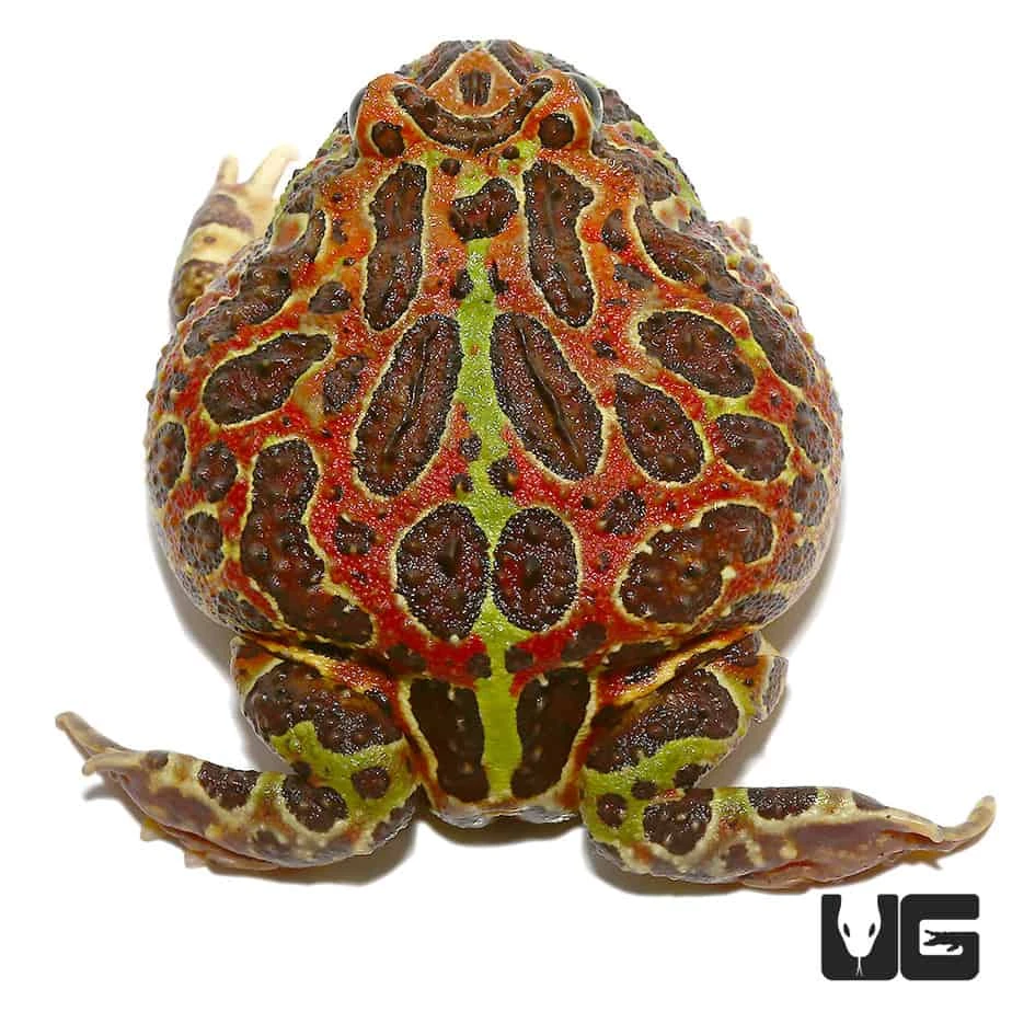 Jungle Red Ornate Pacman Frog - Image 2