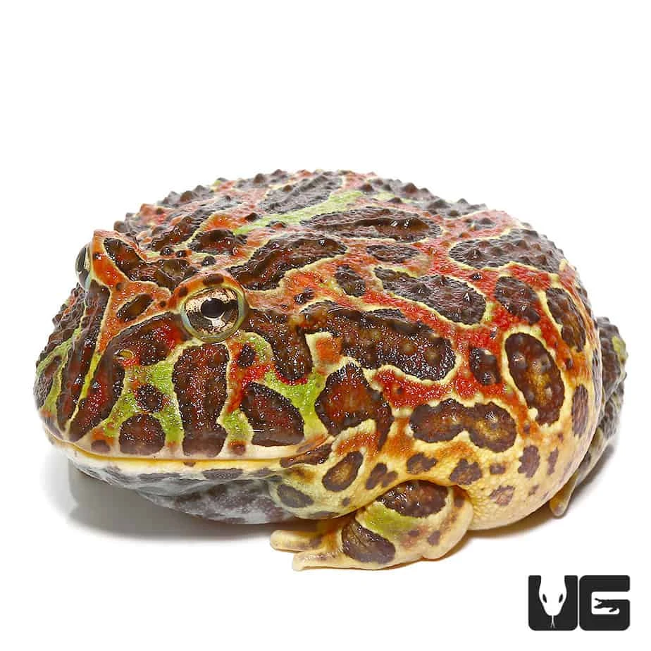 Jungle Red Ornate Pacman Frog - Image 3