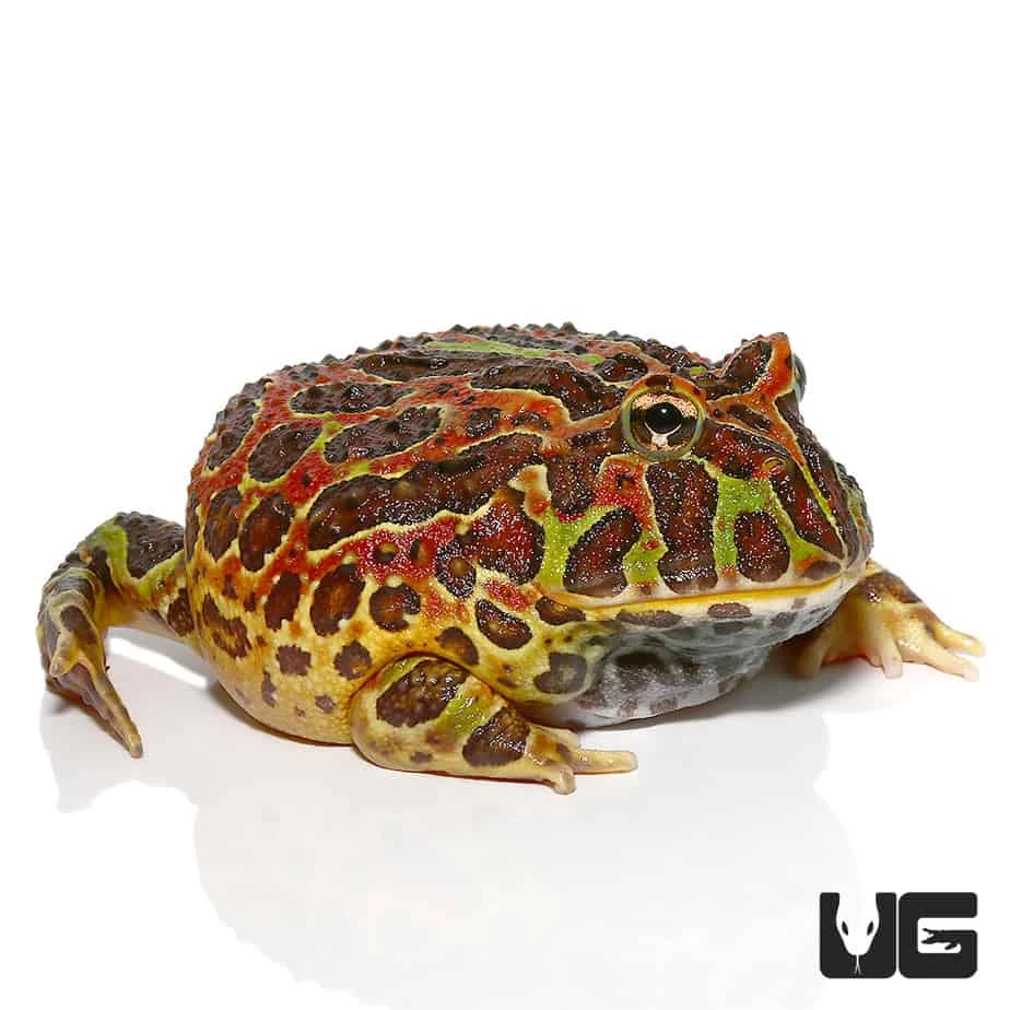 Jungle Red Ornate Pacman Frog - Image 4