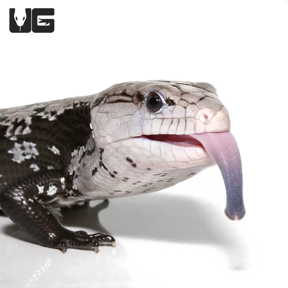 Juvenile Axanthic Halmahera Blue Tongue Skink - Image 2