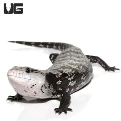 Juvenile Axanthic Halmahera Blue Tongue Skink